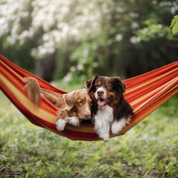 Cube Blank Greeting Card Hammock for Two