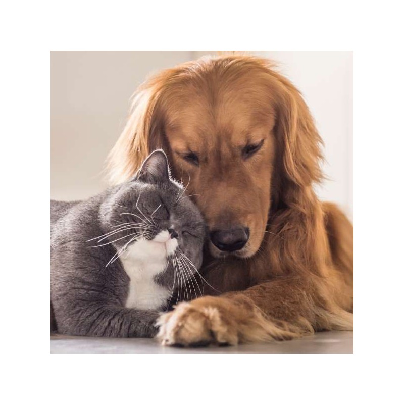 Cube Blank Greeting Card Best Buddies Cat and Dog