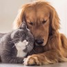 Cube Blank Greeting Card Best Buddies Cat and Dog