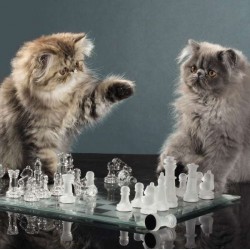 Cube Blank Greeting Card...