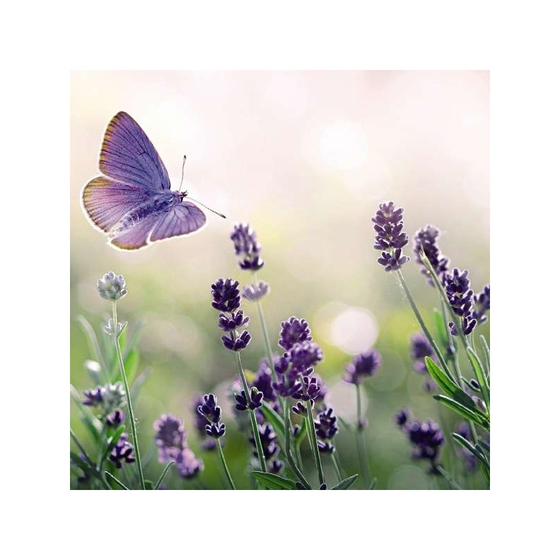 Cube Blank Greeting Card Lavender and Butterfly