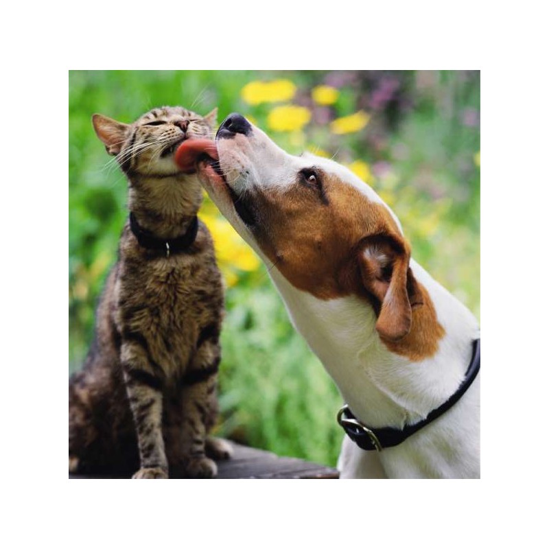 Cube Blank Greeting Card Pet Pals Dog and Cat