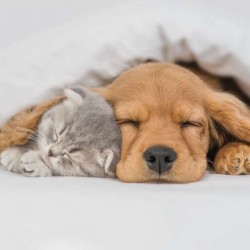 Cube Blank Greeting Card...