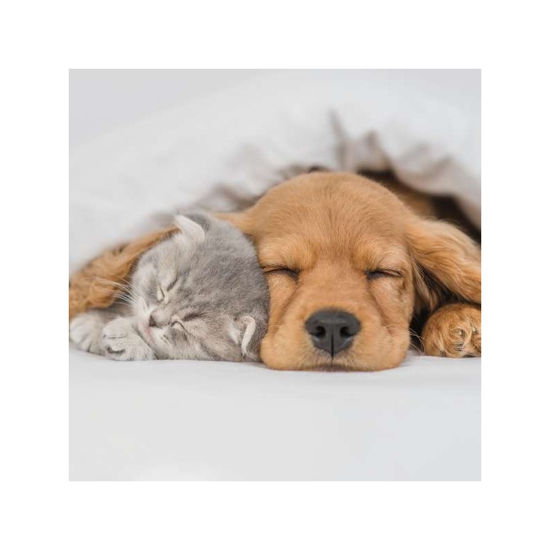 Cube Blank Greeting Card Best Buddies Sleeping