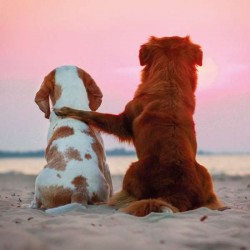 Cube Blank Greeting Card...