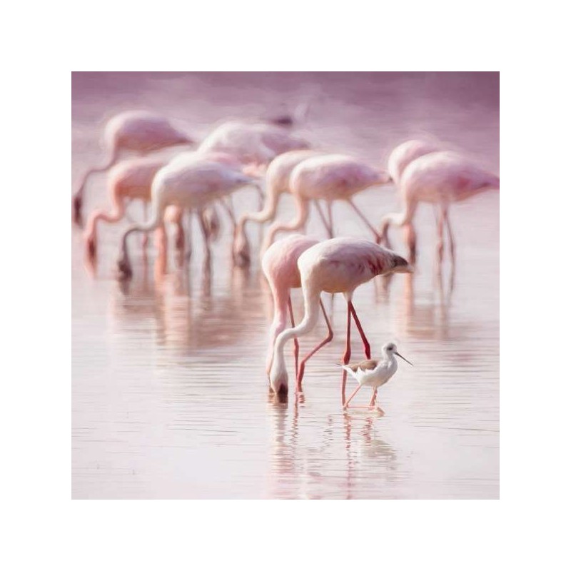 Cube Blank Greeting Card flamingos