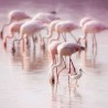 Cube Blank Greeting Card flamingos