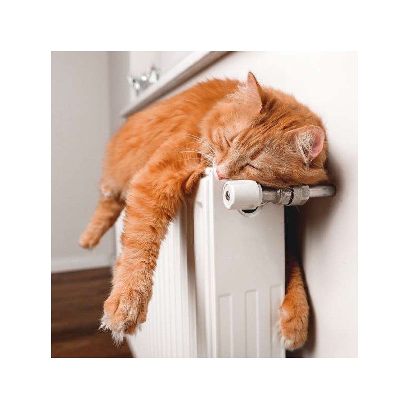 Cube Blank Greeting Card Perfect Place for a Nap