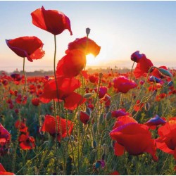 Cube Blank Greeting Card...