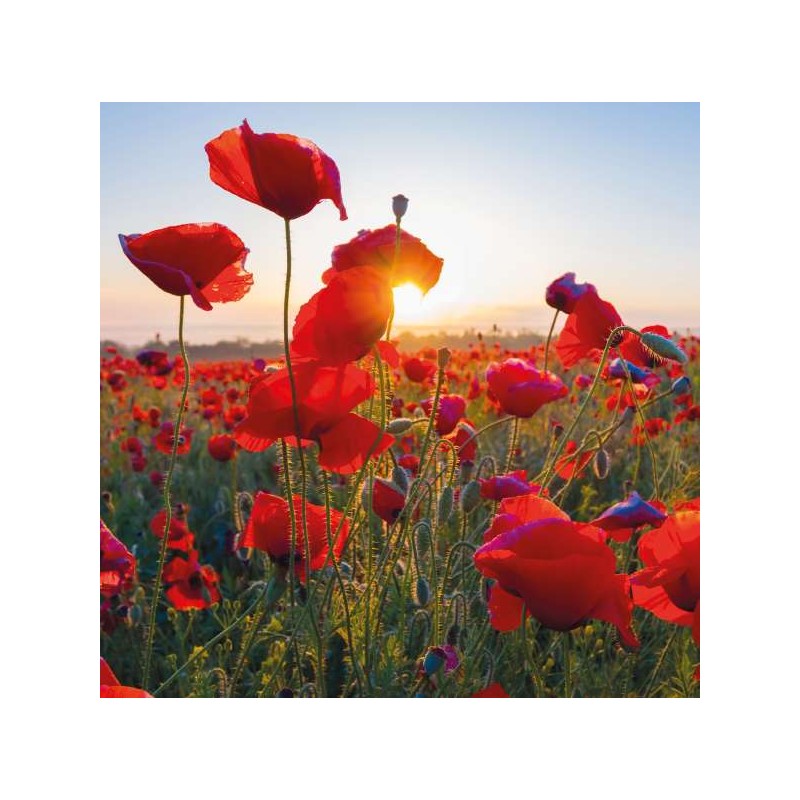 Cube Blank Greeting Card Poppies