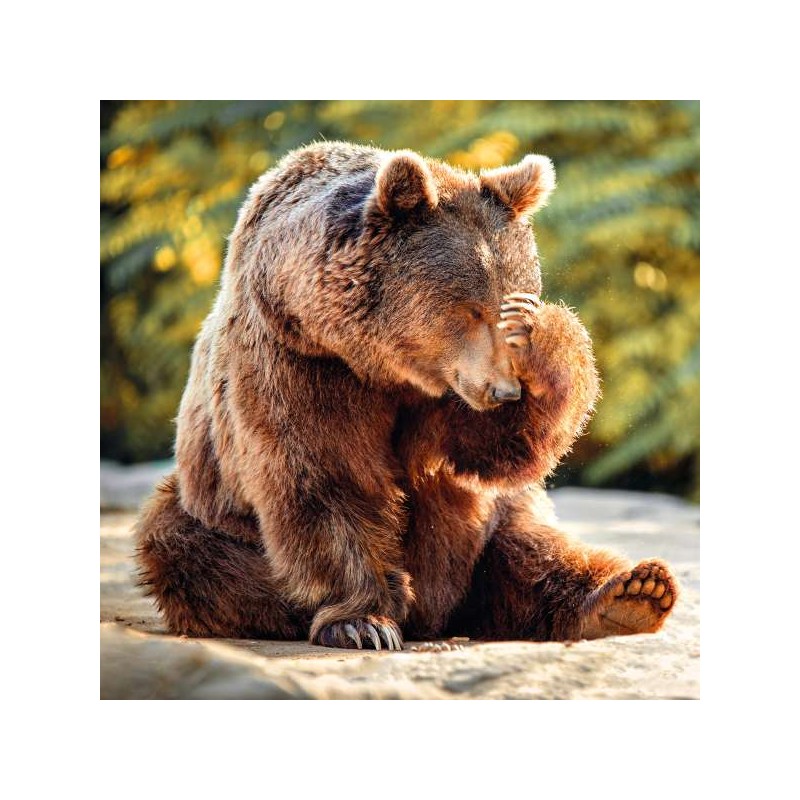 Cube Blank Greeting Card Can't Bear it