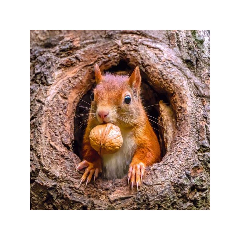 Cube Blank Greeting Card Nutcracker