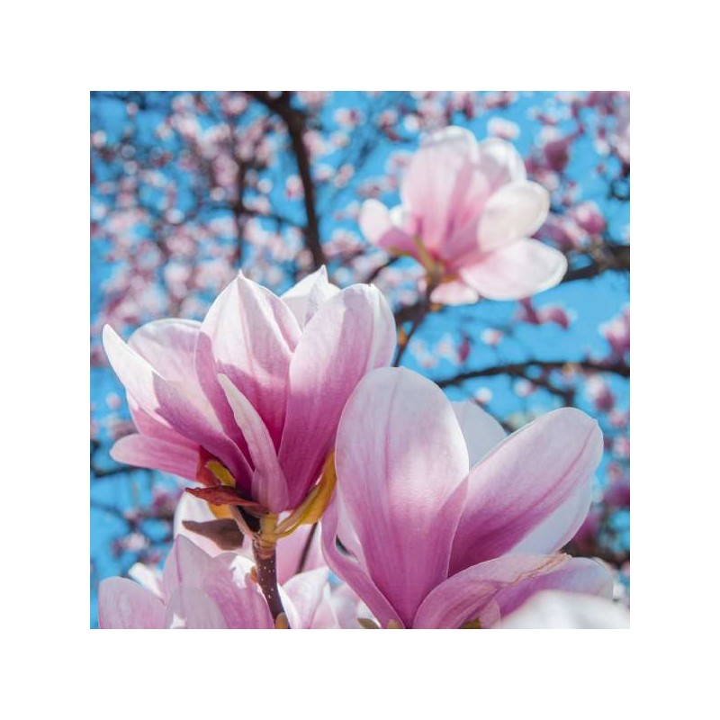 Cube Blank Greeting Card Magnificent Magnolia