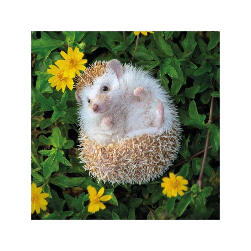 Cube Blank Greeting Card Frank Prickle