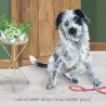 Indoor Delays- Digs and Manor Little Dog Company Card